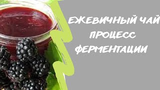 Ежевичный чай🫐. Процесс ферментации.