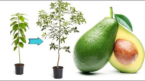 [ENG] How to branch an avocado tree. How to trim an avocado tree to sprout new shoots Cultivation