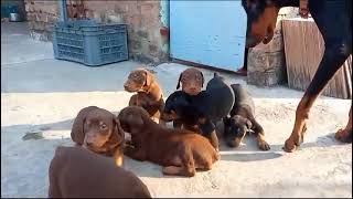 Home breeding doberman puppies