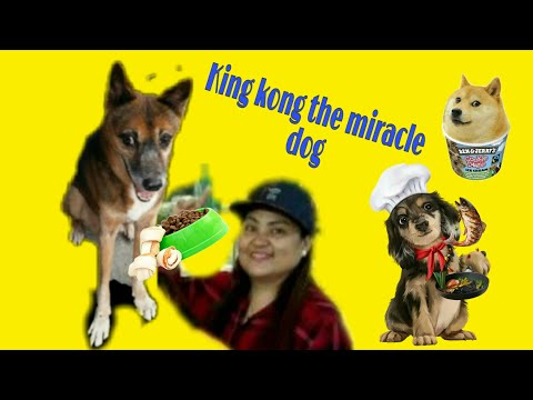 Видео: Meesha The Miracle Pup нь хорт хавдар, ялалтын эсрэг тэмцдэг