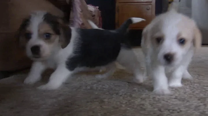 Michelle Yoder's Mix Breed Puppies