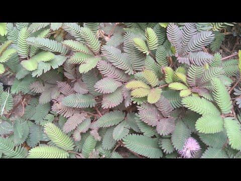 LIMBWATA LA SHUNTAMA Dr Merry 255787232081