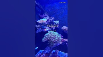 قرآن كريم( ما تيسر من سورة النمل بصوت القارئ سعد الغامدي )
