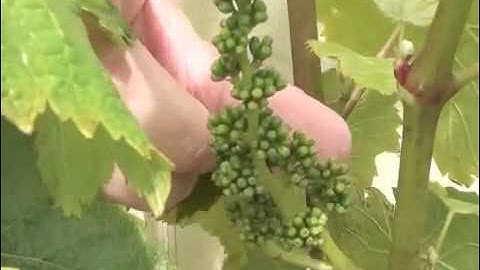 Figge Cellars : Growing Grapes (Flowering)