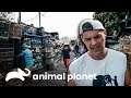 Las aventuras de Frank en Indonesia | Wild Frank | Animal Planet