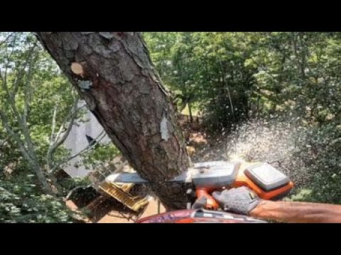 Pine Tree Removal -Full Climb Video - YouTube