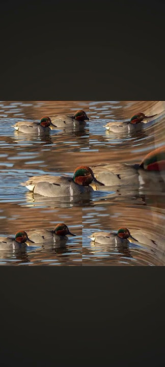 teall Duc gadwall pinltai