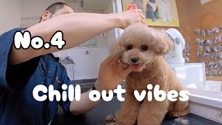 #4 Morning Animal Chill|Chill Out Music|Lofi Music|Beauty Dog|For Norwich Terrier and Toy Poodle|