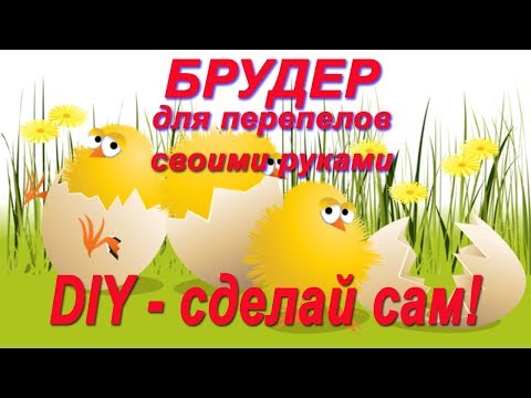 Брудер перепелов своими руками