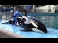 Orca Care & Research (Inside Look 2018 at SeaWorld San Antonio)