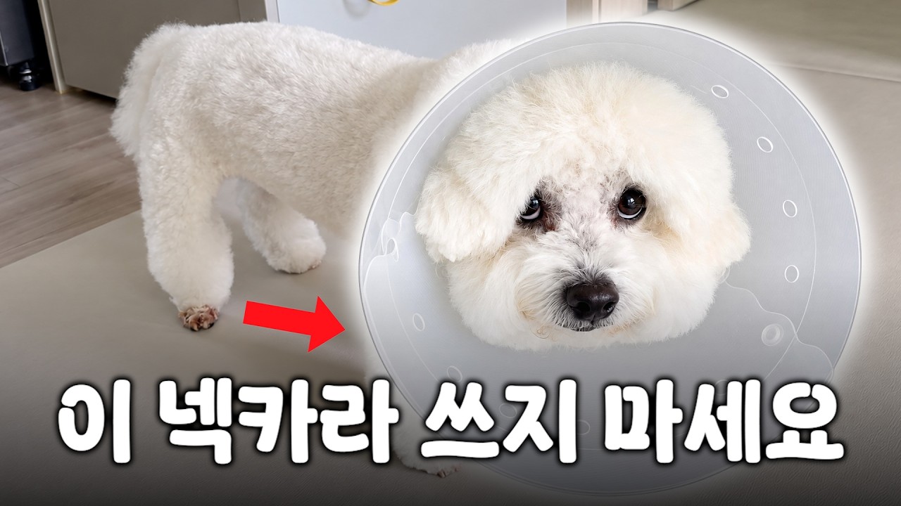 불편한 플라스틱 넥카라 아직도 쓰세요? (2달 발사탕 끝내버린 기적의 방법)