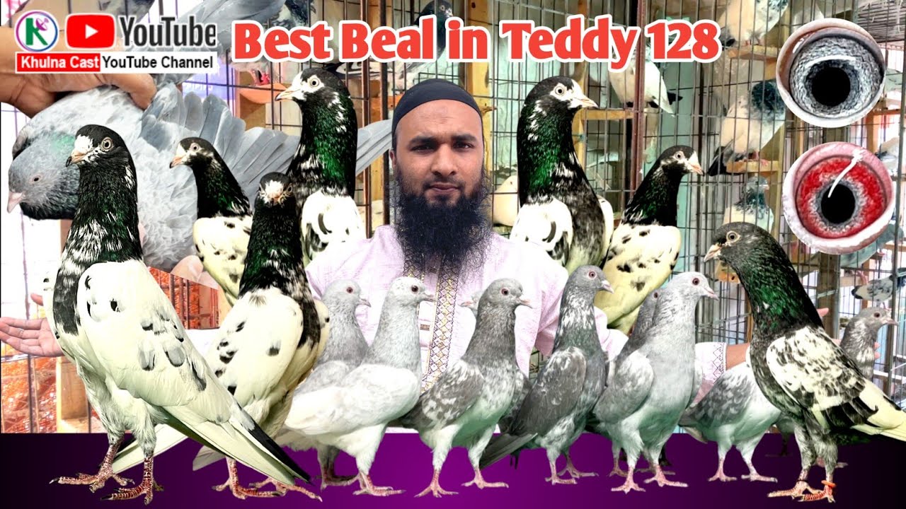 Teddy 128 Pigeon ।। ভালো মানের কিছু টেডি ১২৮ বিক্রি হবে।। ছালাটি,টাইগার ডাবওয়াল, ফিরোজ পুরি কবুতর
