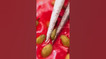 Strawberry Seed Close-up | Original sounds created by @OddioStudio  Follow this Foley artist!