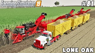 Harvesting sugar cane, buying harvesters & trailers | Lone Oak Farm | Farming simulator 19 | ep #81