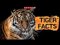 Tiger facts and information about these big cats