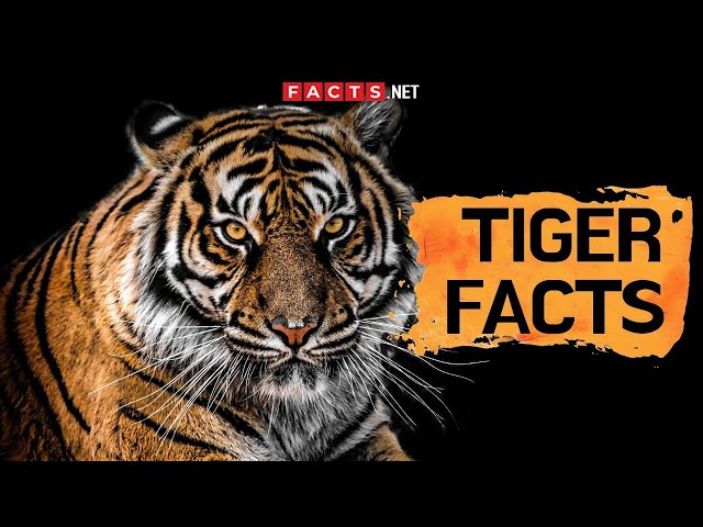 Tiger Facts And Information About These Big Cats class=