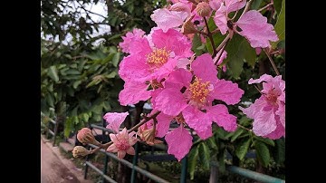 Amazing and Most Beautiful Queen