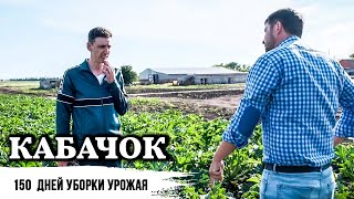 Кабачок Марселла // Сельхоз бизнес это не покер - это рулетка