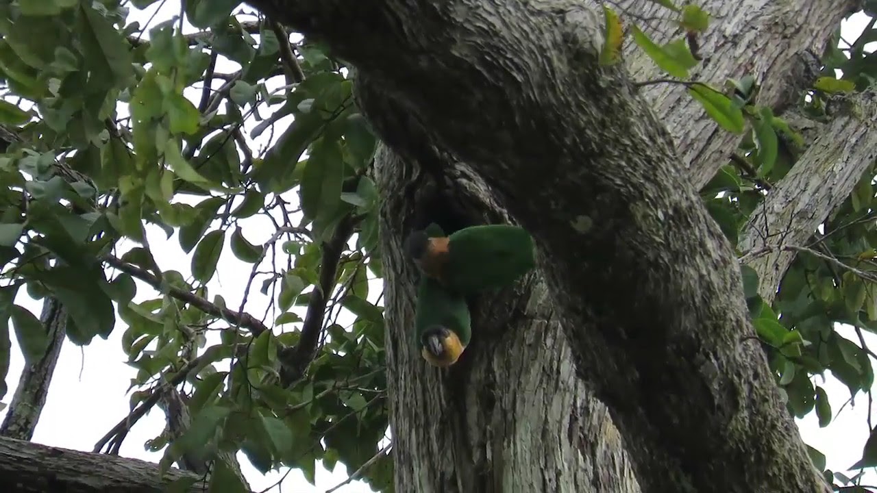 Black Headed Parrot 