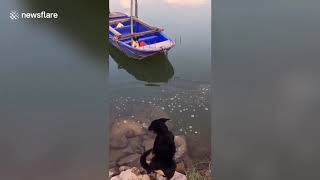 Heroic dog saves friend trapped on boat in China/ Chú chó cứu bạn bị mắc kẹt trên thuyền