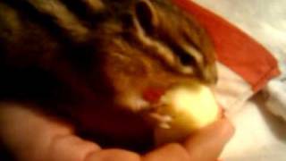 Dalí come manzana