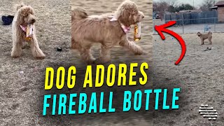 Dog Holding Onto Owner’s Fireball Bottle and Running Around With It