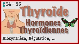 Thyroïde et Hormones Thyroïdiennes - Métabolisme, Régulation, Hyperthyroïdie et Hypothyroïdie