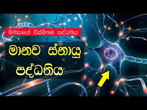 මිනිස් ස්නායු පද්ධති‍ය | Human Nervous System