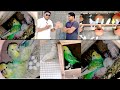 Brand new birds breeding setup of shahrukh bhai in his new bunglow  helicopter budgies show budgie