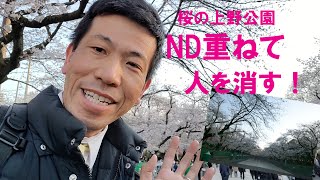 【上野公園の桜】ND8000相当で人を消す！（動画No.574）
