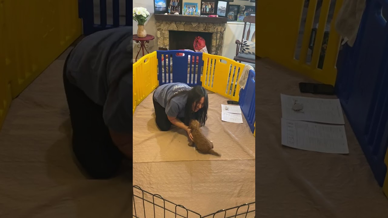 Violet’s temperament testing