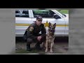 attack dogs for sale attack dogs for sale