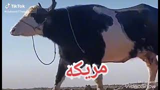 أجمل جاموس 🐃با العالم والله