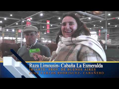 Raza Limousin en la Expo Rural de Palermo Juan Carlos Rodriguez Cabañero