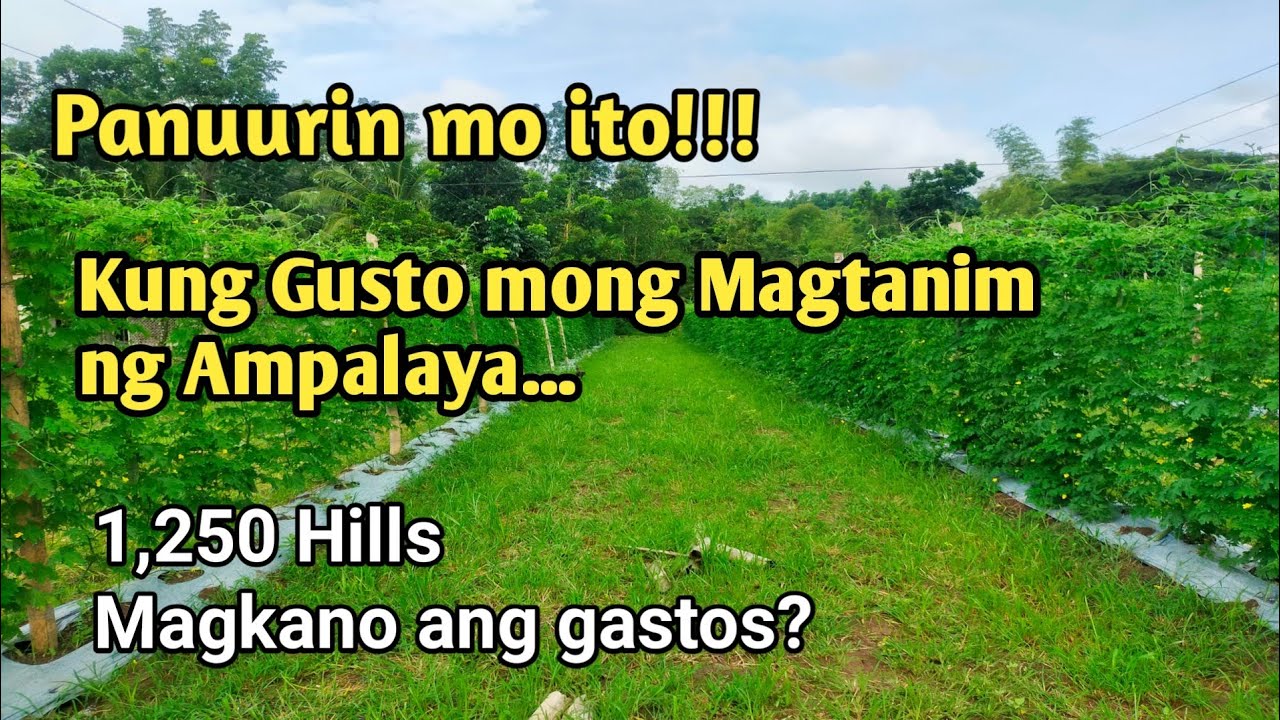MAGKANO ANG GASTOS SA PAGTANIM NG 1,250 HILLS NA AMPALAYA?