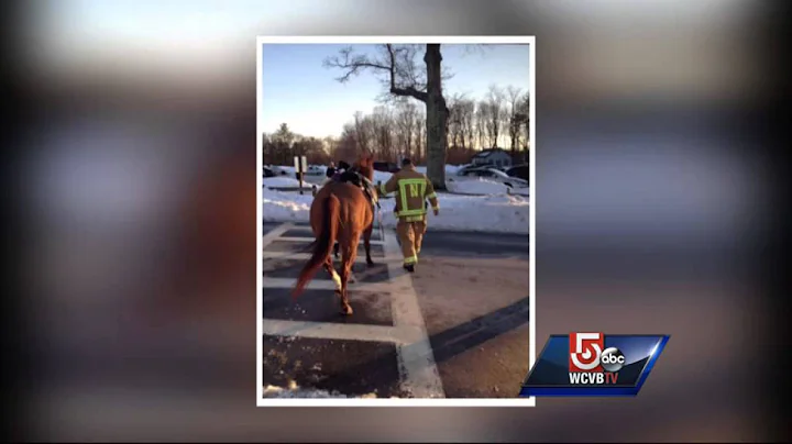 Woman rescued after horse falls on her
