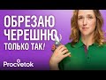 ОБРЕЗКА ЧЕРЕШНИ ОТ А ДО Я уникальный способ формировки для компактной кроны и огромного урожая