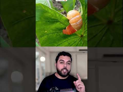 واواوا هرب هههه