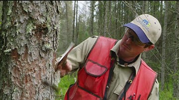 How a small beetle is devastating Minnesota