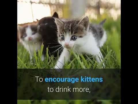 What is a healthy diet for cats? - YouTube