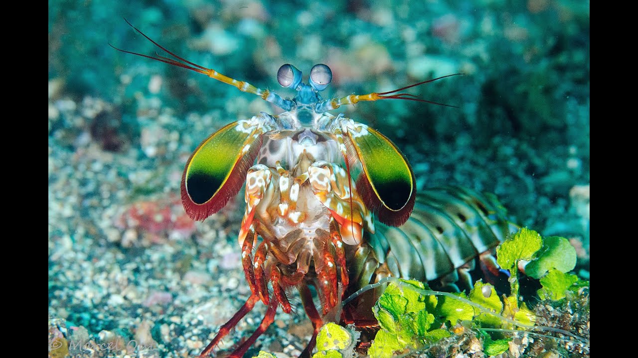 Why Mantis Shrimp is so Cool! #mantisshrimp #mantis #mantisshrimppunch #funny #funnyvideo #animals
