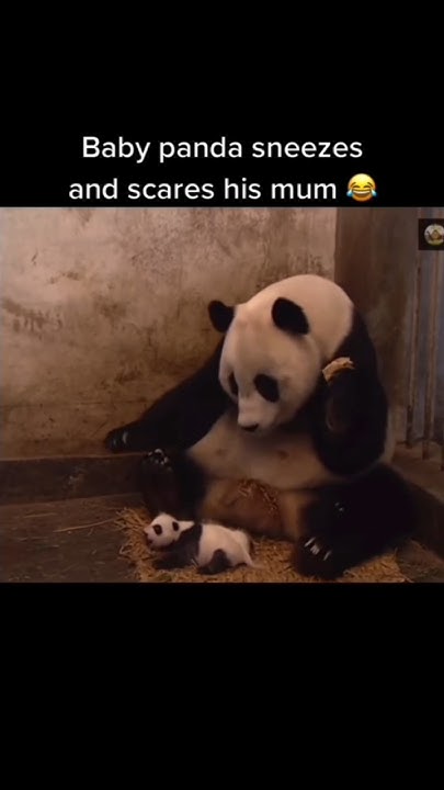 Baby Panda Sneezes #trendingvideos #animation #trending - YouTube