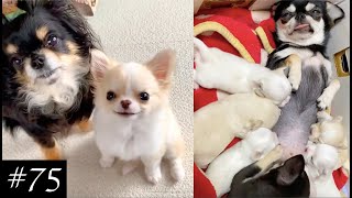 Everyone Loves Chihuahuas ❤ | Funny Chi Compilation