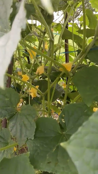 there are so many cucumber flowers