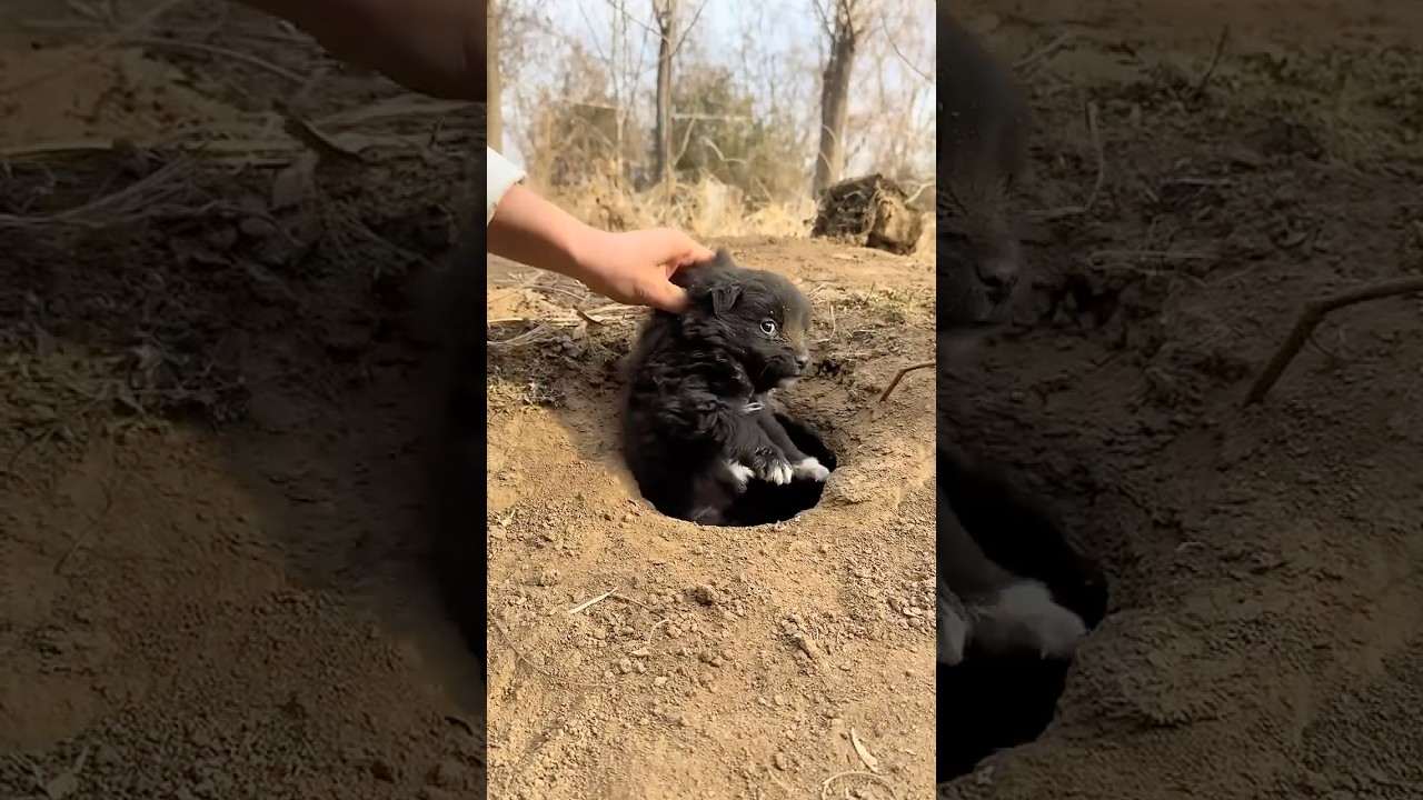 Catch a little local dog, cute pet debut plan, dog, golden sun oôiginal 