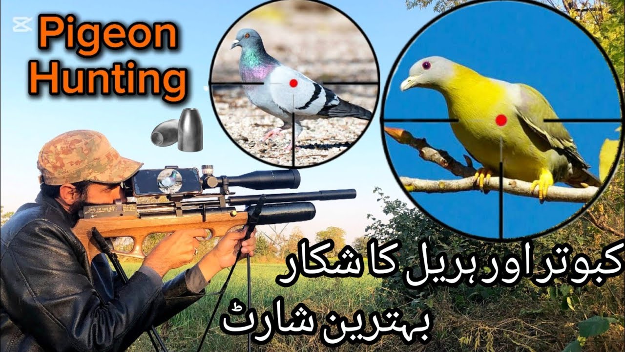 GREEN PIGEON HUNTING DOVE HUNTING HUNTING IN PAKISTAN QS NK3 BT green-pigeon-hunting-dove-hunting-hunting-in-pakistan-qs-nk3-bt