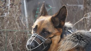 картинка: Догтренинг 751. Сложная стая: атакующий овчар и рычащая корса