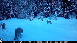 NW Montana wolfpack  - late winter 2024