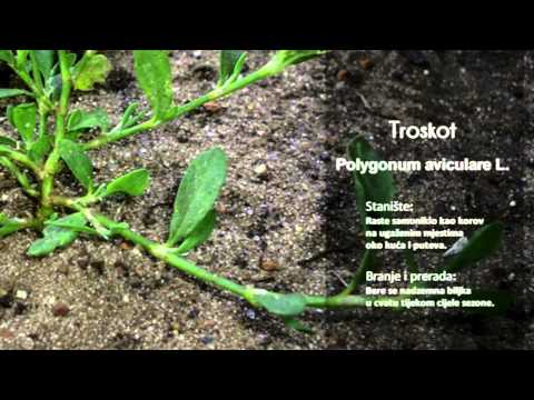 Video: Uzgoj bilja trputca - naučite kako prepoznati biljke trputca za vrtlarstvo