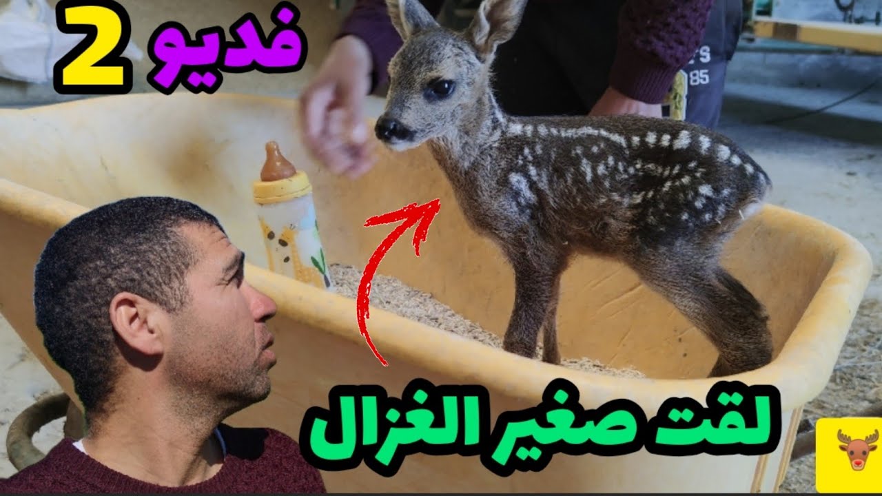 فديو 2: لقيت ولد الغزال في المراعي اسبانيا🇪🇸 🐕🐑🐑🐑🐑🐎🦌🚶